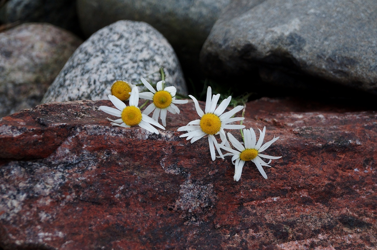 Valokuvaaja: Maarit Siitonen
