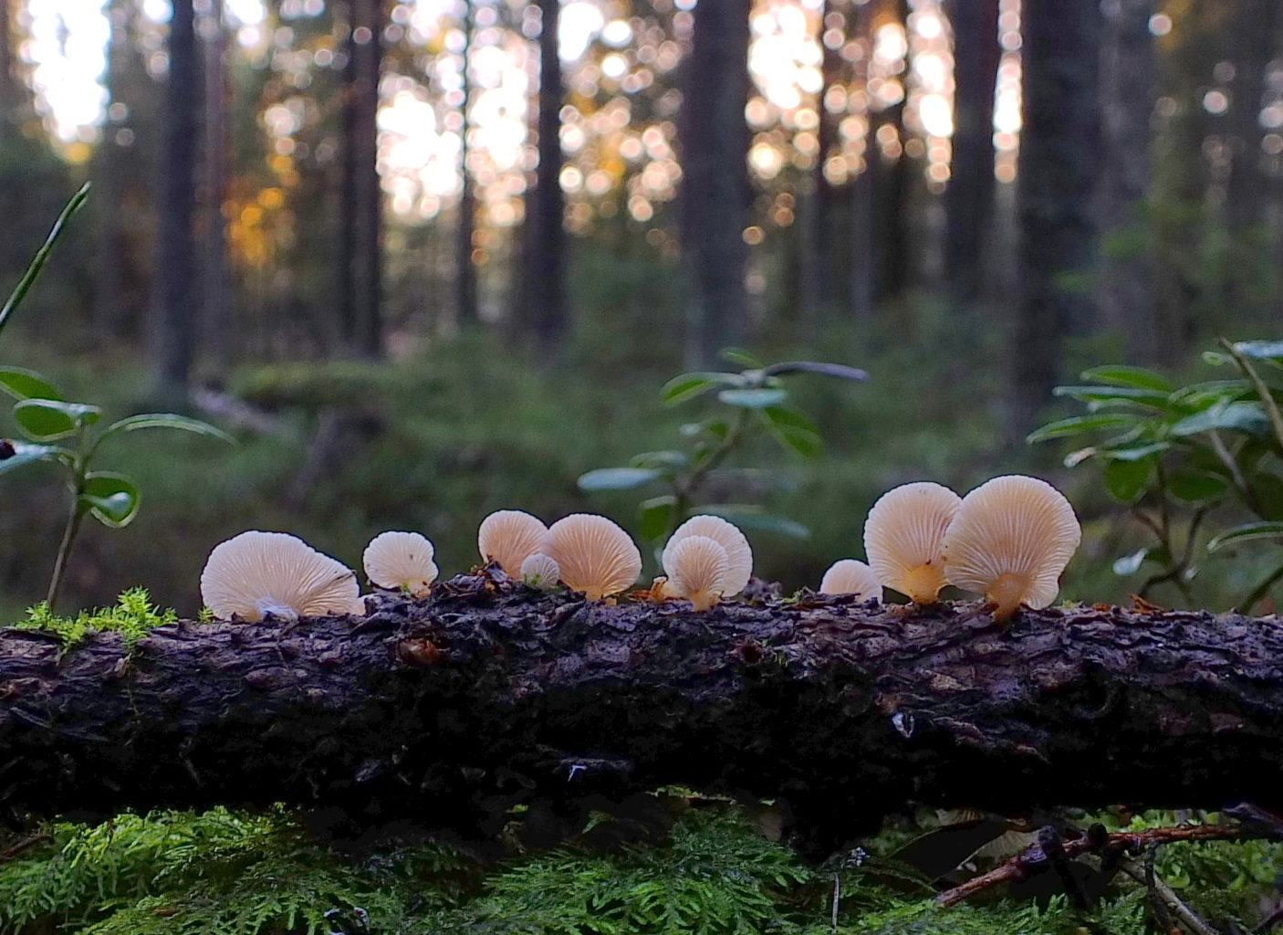 Valokuvaaja: Hannu Rasiranta