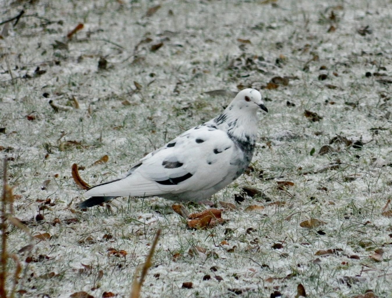 Valokuvaaja: Rahul Somani