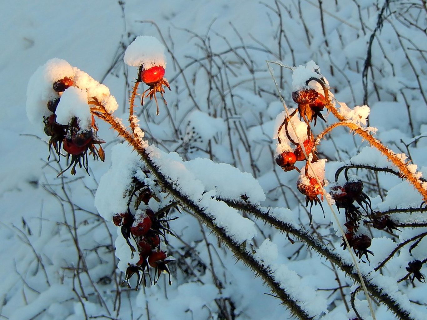 Valokuvaaja: Pirkko Siukonen