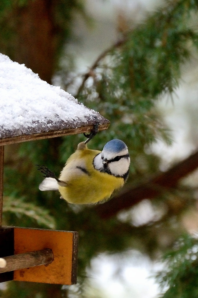 Valokuvaaja: Rauno Mäkinen