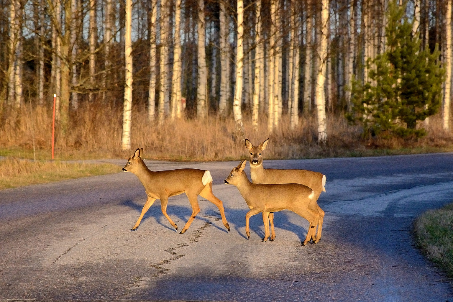 Valokuvaaja: Rauno Mäkinen