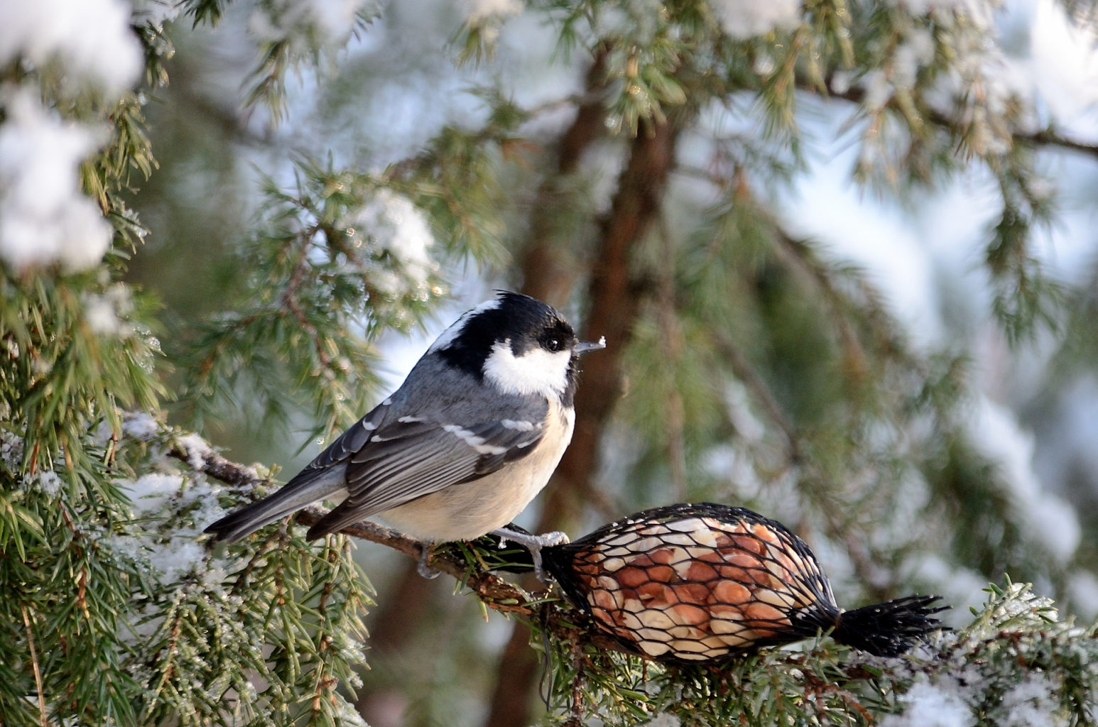 Valokuvaaja: Rauno Mäkinen