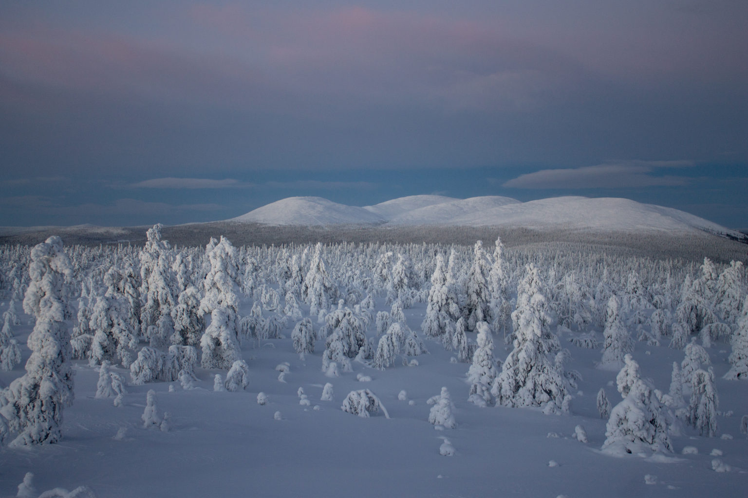 Valokuvaaja: Katri Niskanen