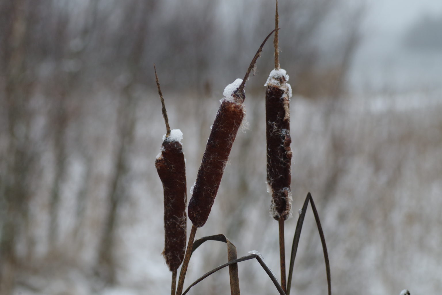 Valokuvaaja: Tuula Makkonen