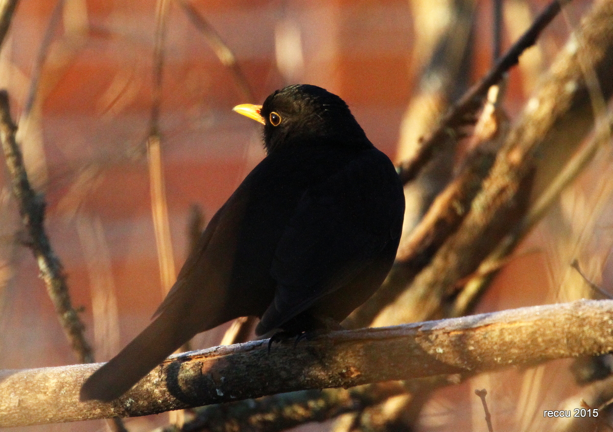 Valokuvaaja: reijo lehtonen