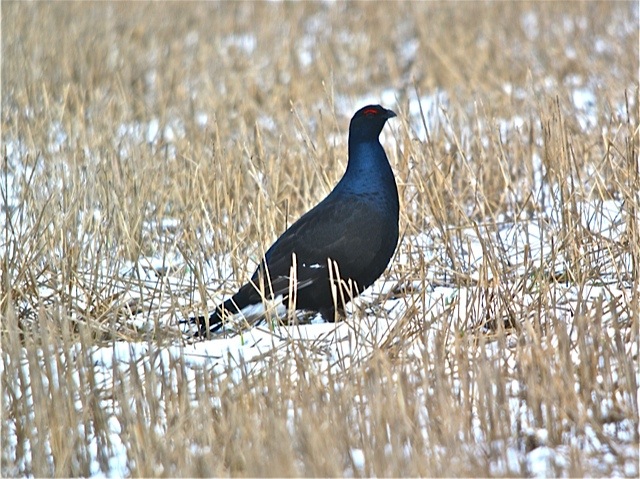 Valokuvaaja: Markku Ranta-Eilola  (mre)