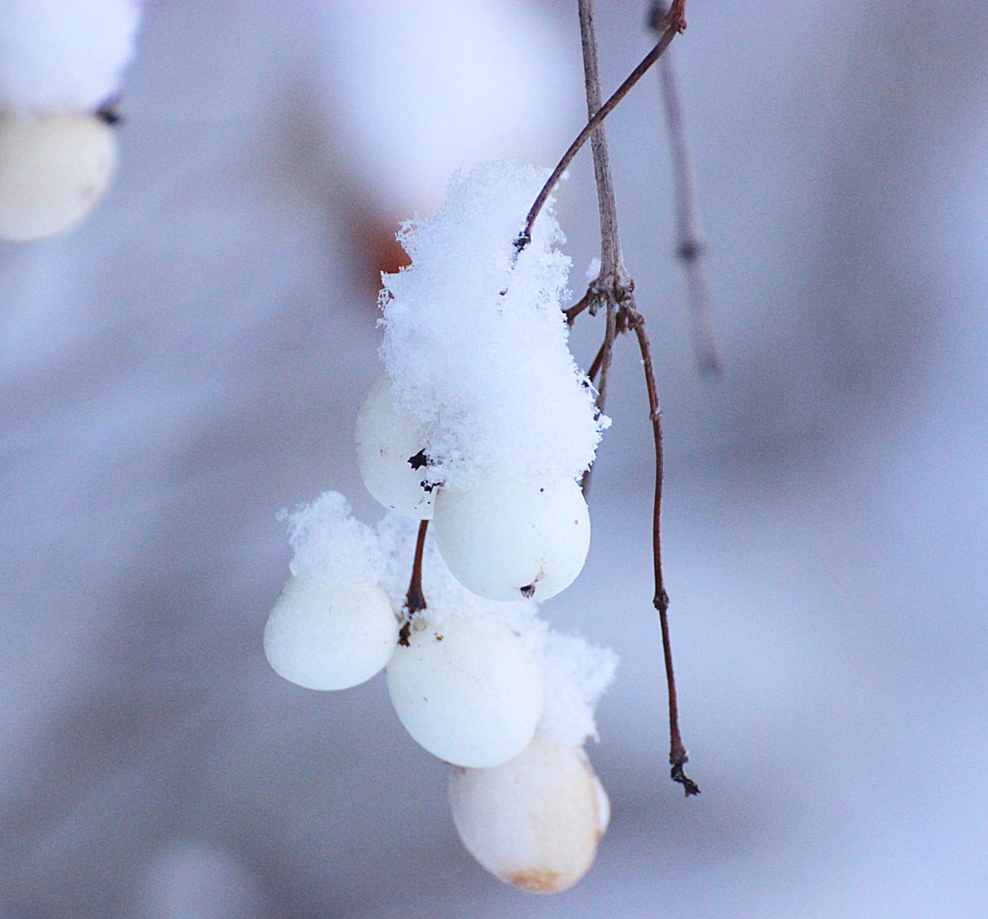 Valokuvaaja: Irja lehtinen
