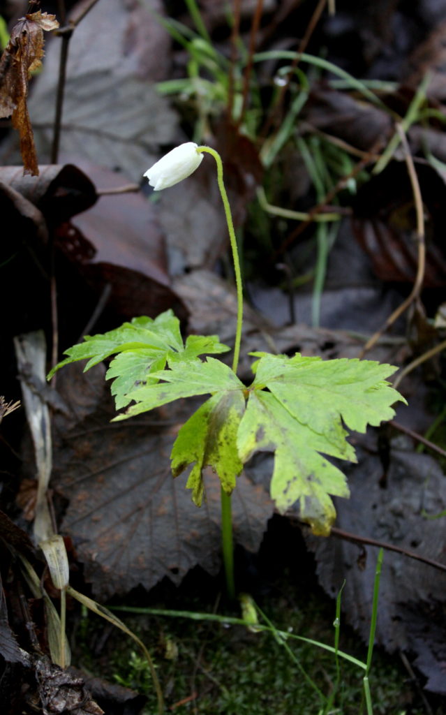 Valokuvaaja: Emmi Ikäheimo