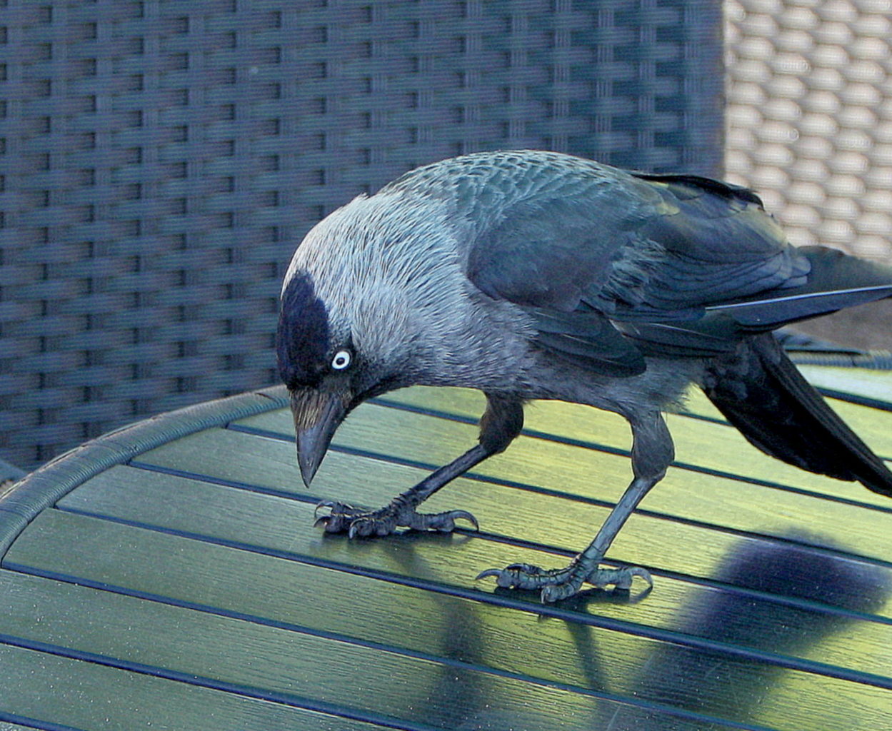 Valokuvaaja: Sirpa jyske