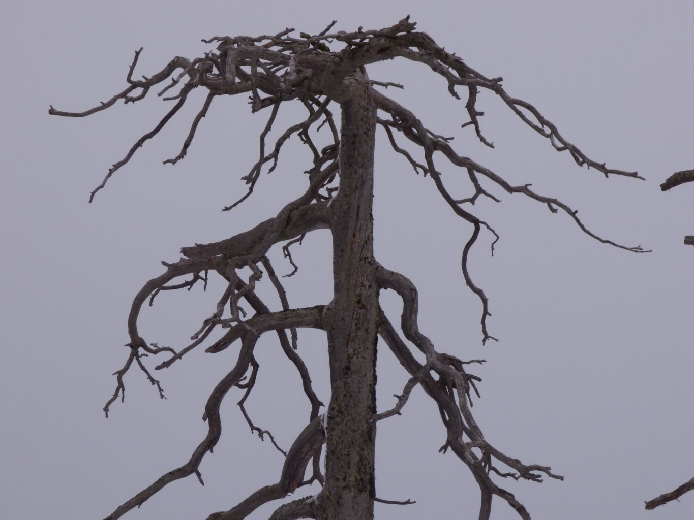 Valokuvaaja: Hannu Rissanen Valokuvaaja: Hannu Rissanen