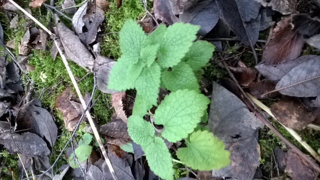 Valokuvaaja: Markus Vesamäki