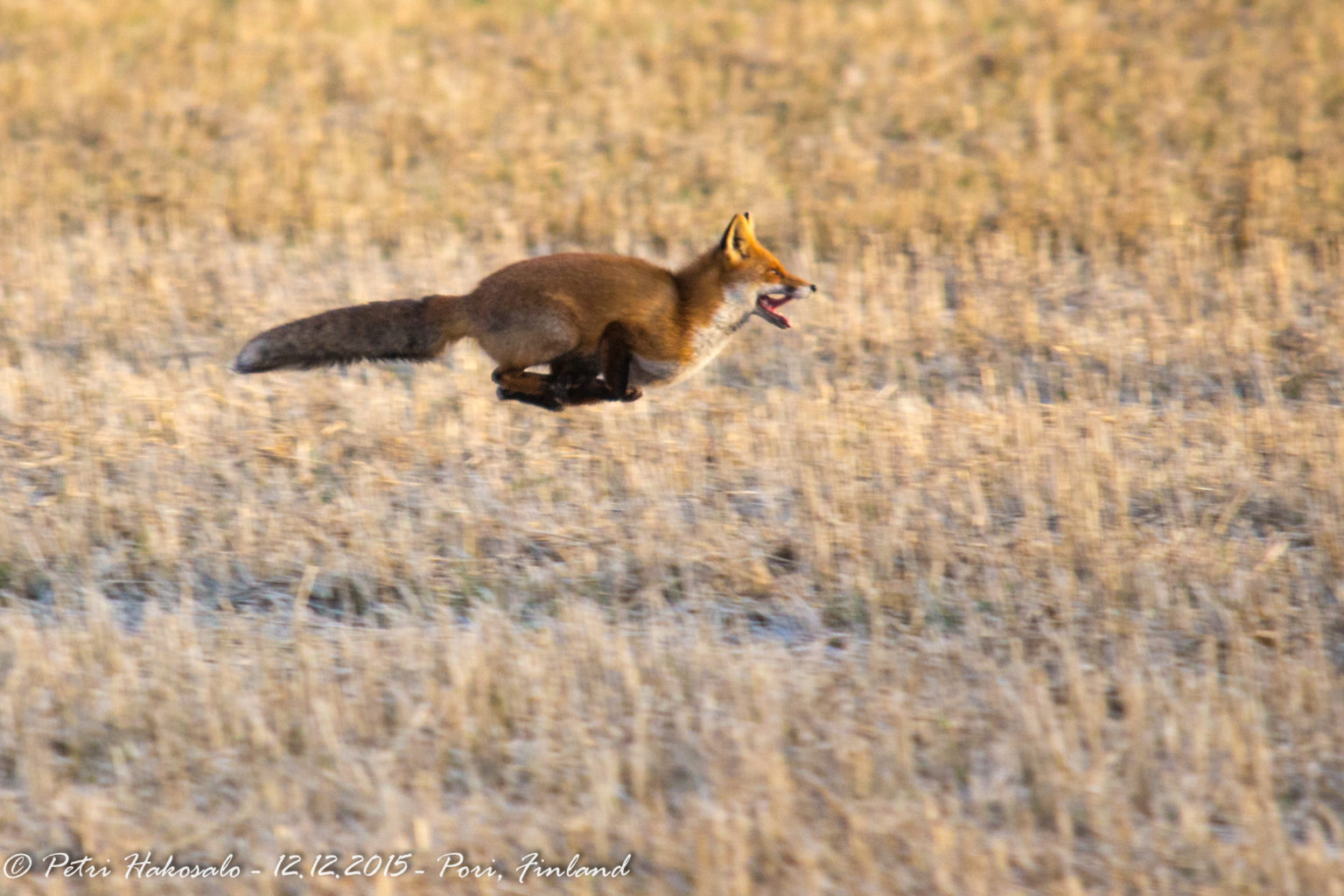Valokuvaaja: Petri Hakosalo