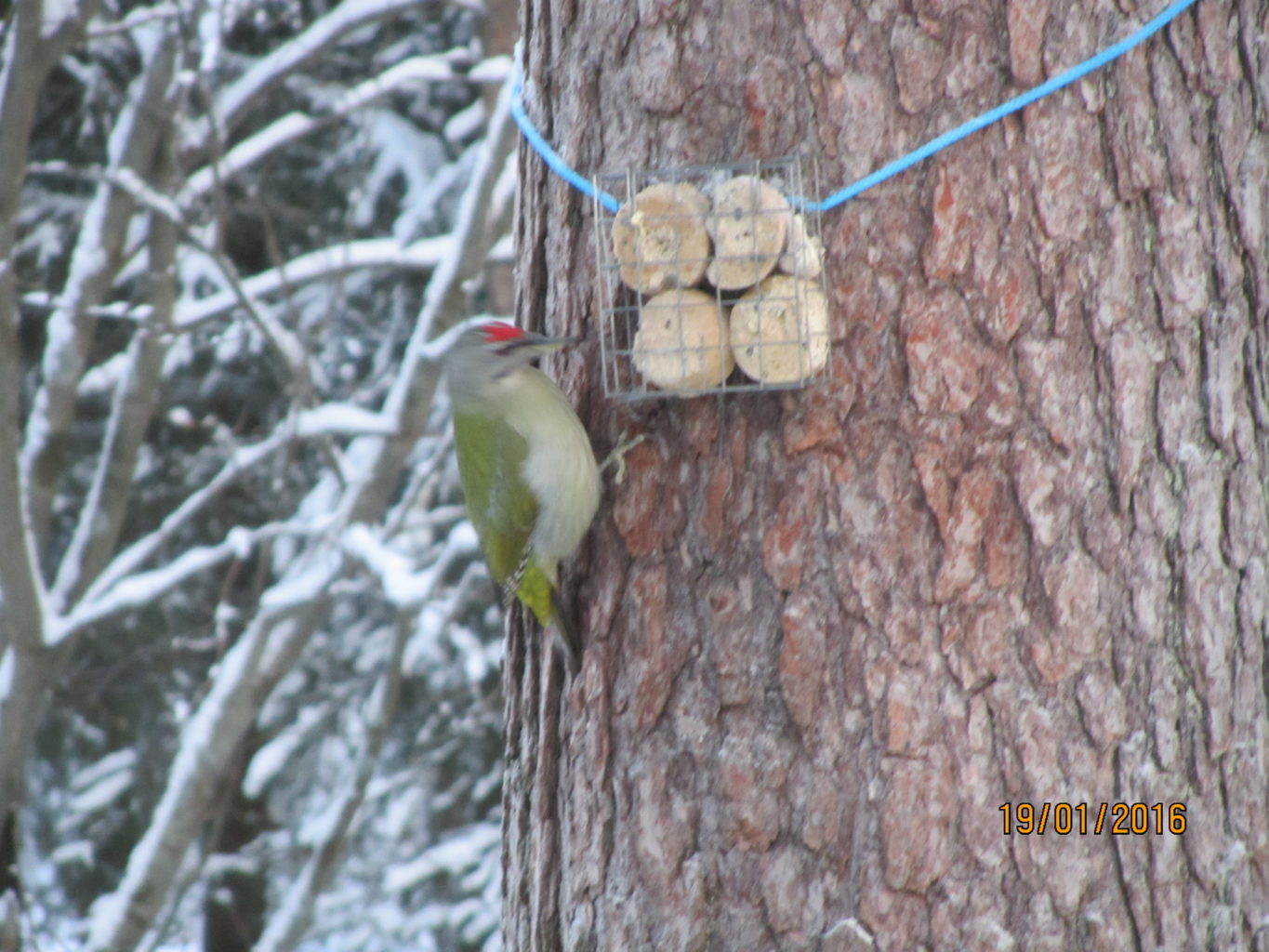 Valokuvaaja: yrjo lukkari Valokuvaaja: yrjo lukkari