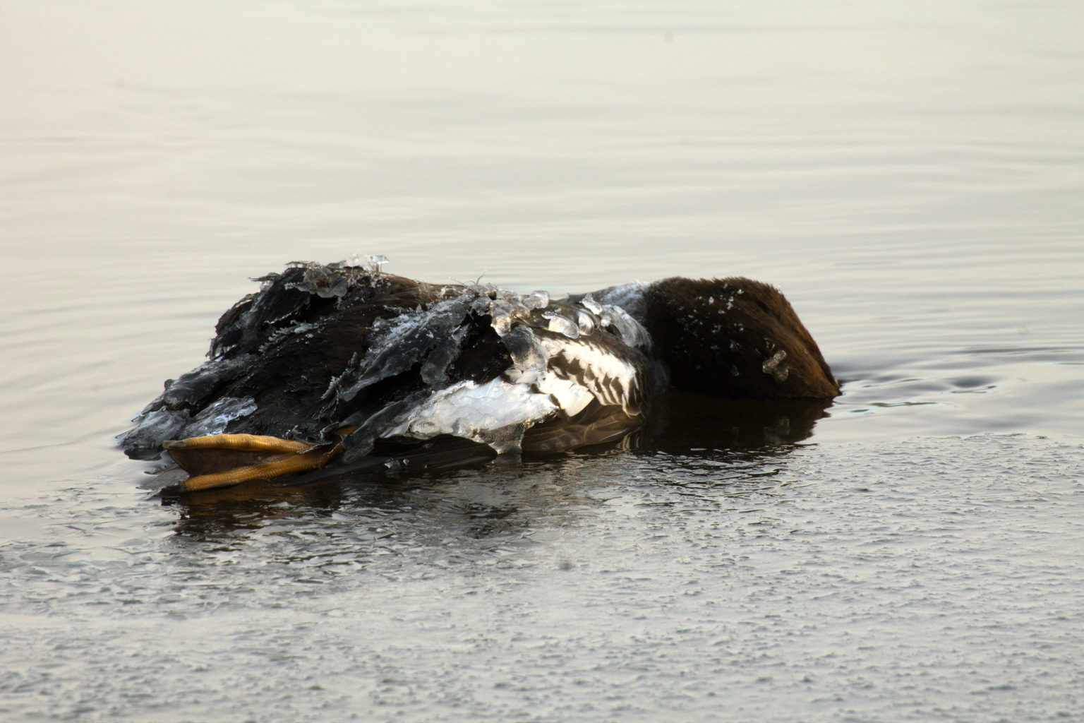 Valokuvaaja: Katri Mäkinen