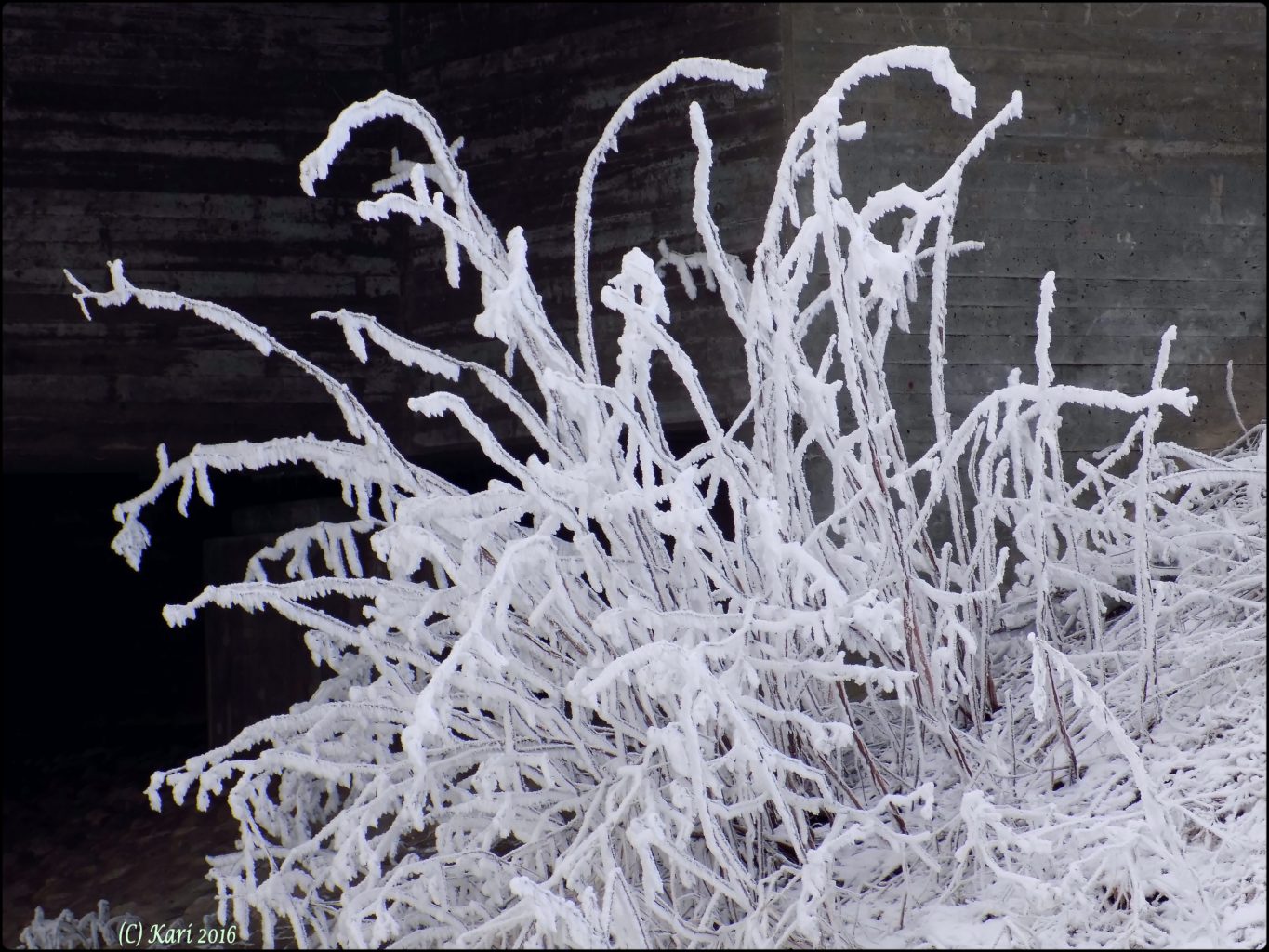 Valokuvaaja: Kari Saarinen