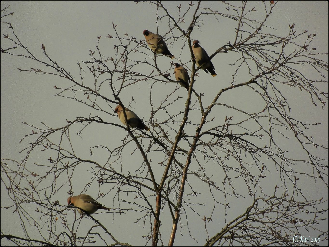 Valokuvaaja: Kari Saarinen