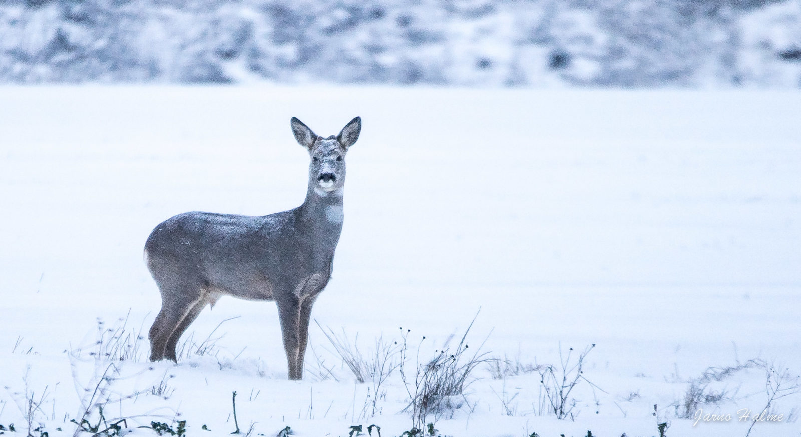 Valokuvaaja: Jarno Halme