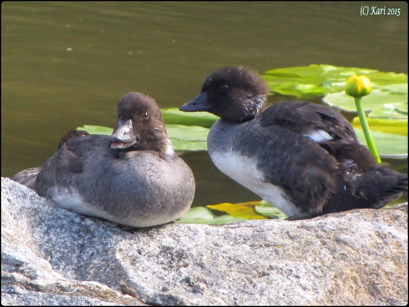 Valokuvaaja: Kari Saarinen