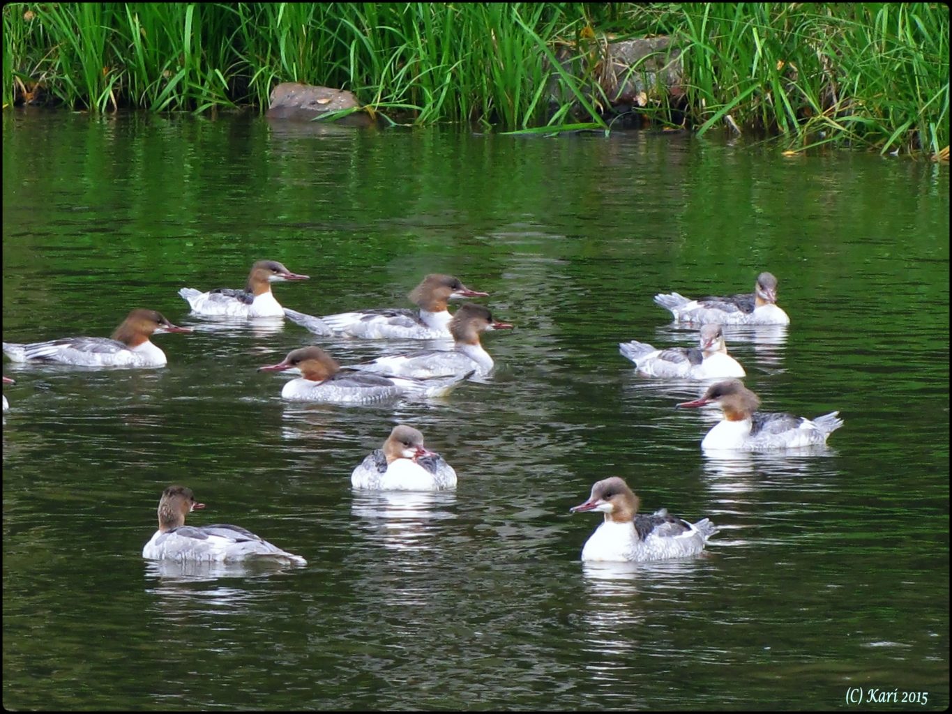 Valokuvaaja: Kari Saarinen
