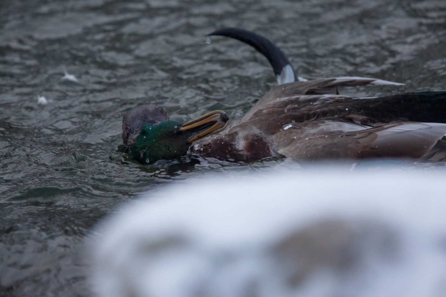 Valokuvaaja: Markku Salonen Valokuvaaja: Markku Salonen
