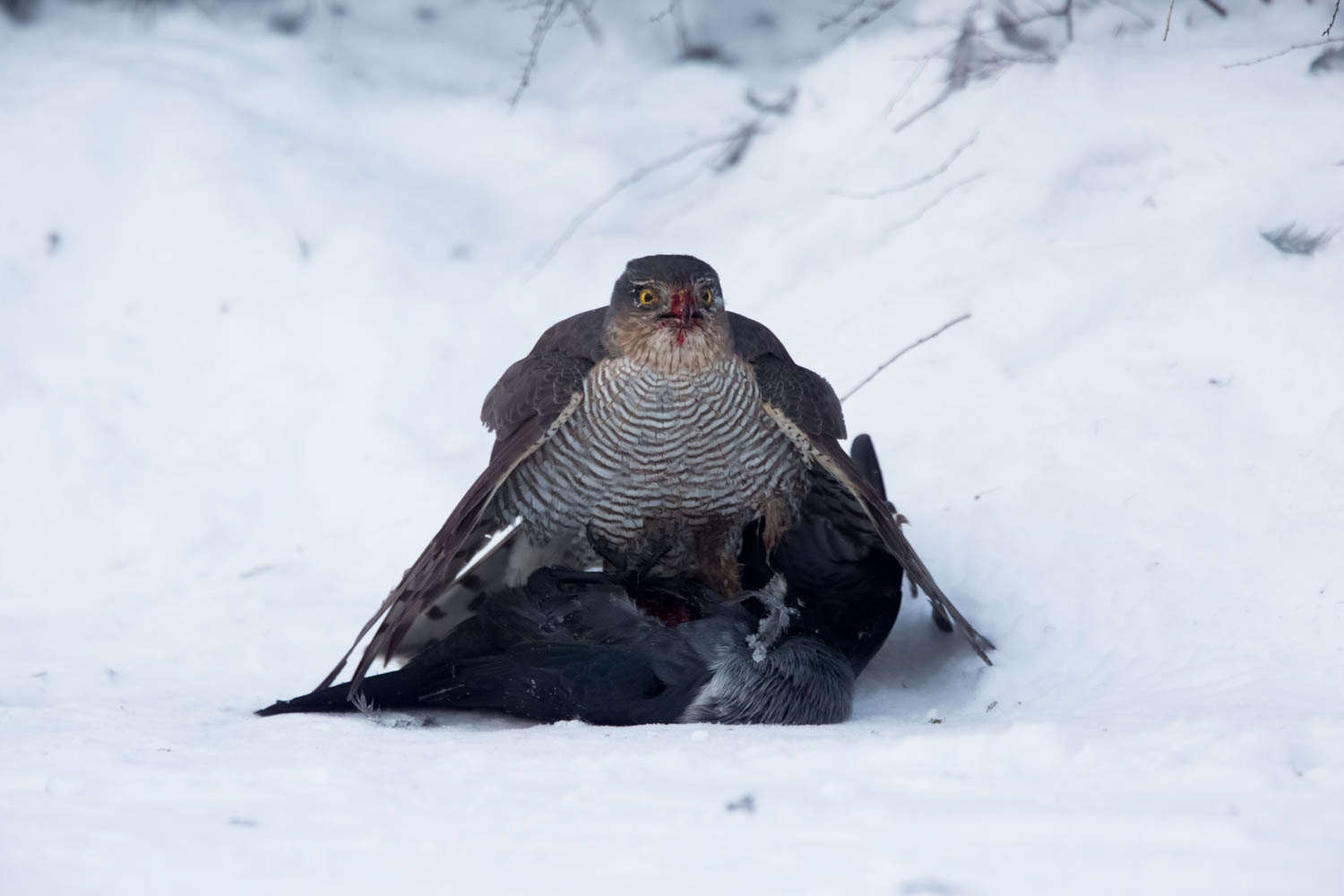 Valokuvaaja: Markku Salonen Valokuvaaja: Markku Salonen