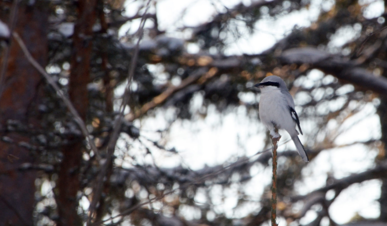 Valokuvaaja: Joni Sundström