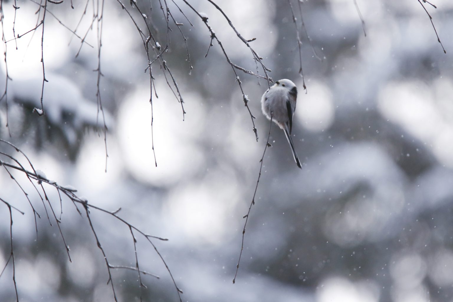 Valokuvaaja: Anne Moilanen