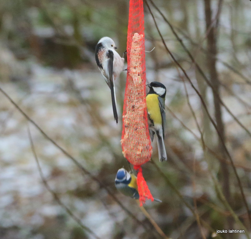 Valokuvaaja: Jouko Lahtinen Valokuvaaja: Jouko Lahtinen