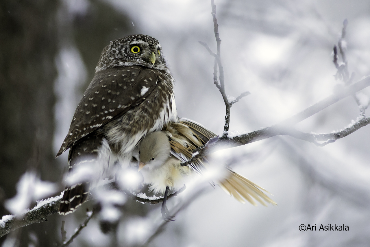 Valokuvaaja: Ari Asikkala
