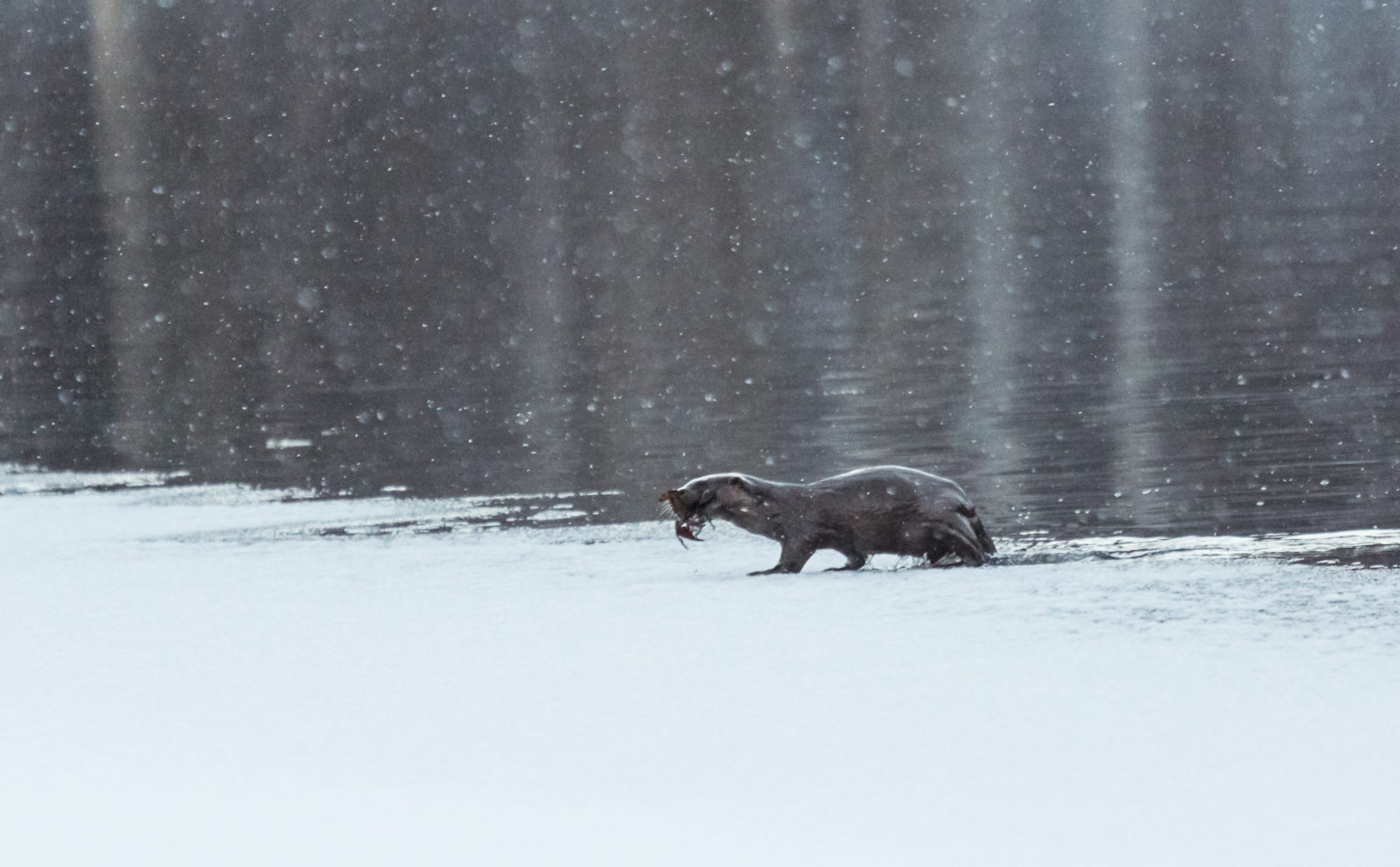 Valokuvaaja: Susanna Hietanen
