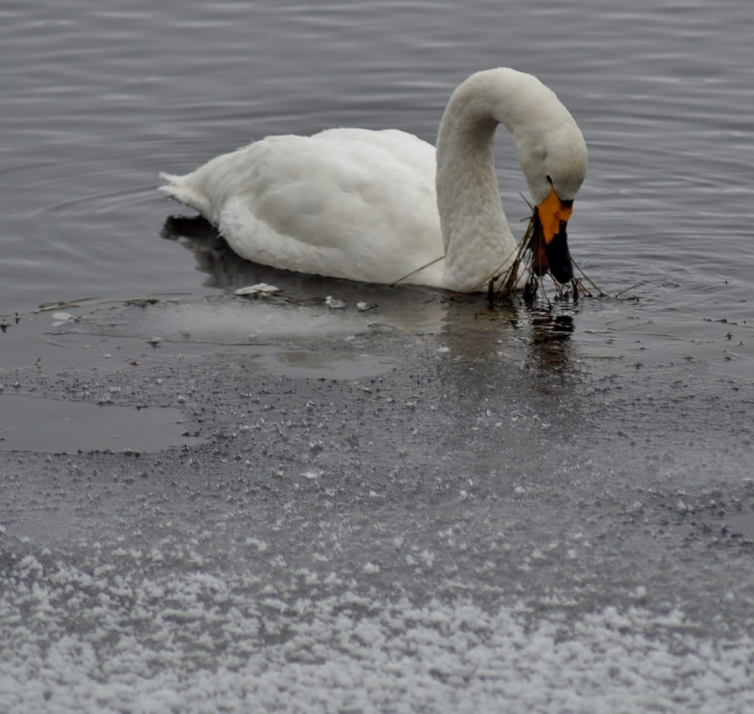 Valokuvaaja: Maarit Siitonen