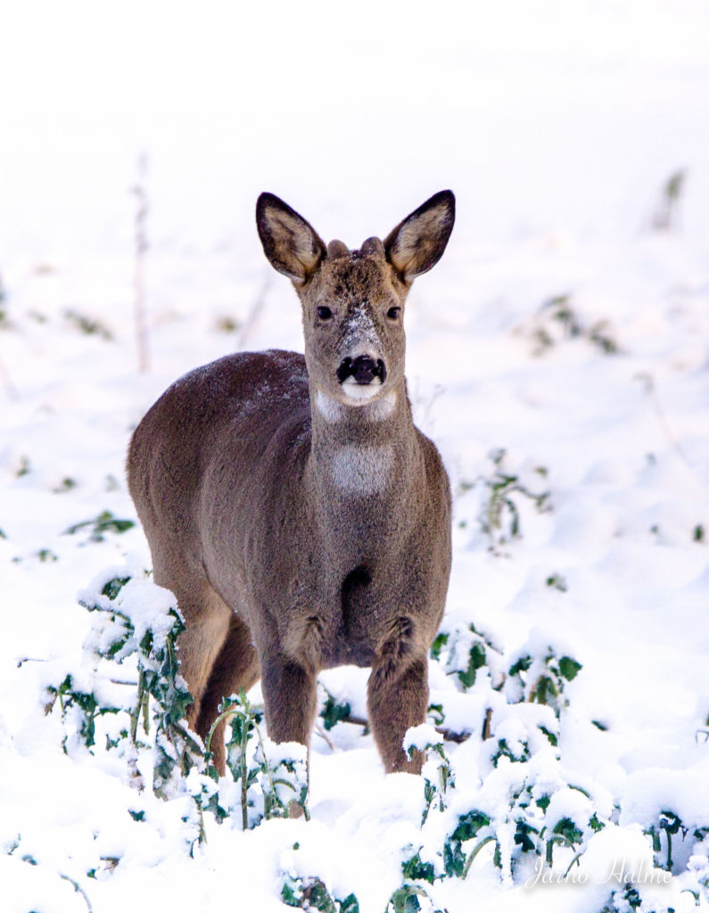 Valokuvaaja: Jarno Halme