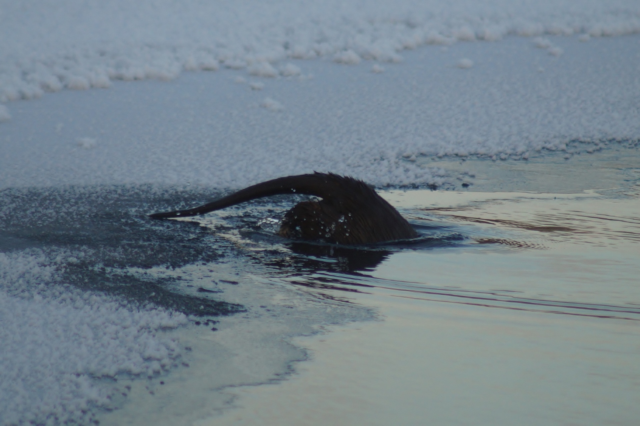 Valokuvaaja: Maarit Siitonen