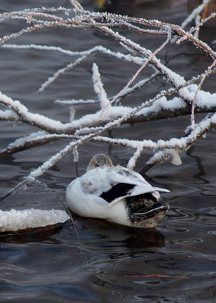 Valokuvaaja: Maarit Siitonen Valokuvaaja: Maarit Siitonen