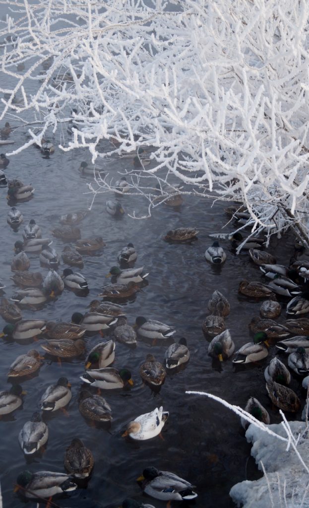 Valokuvaaja: Maarit Siitonen