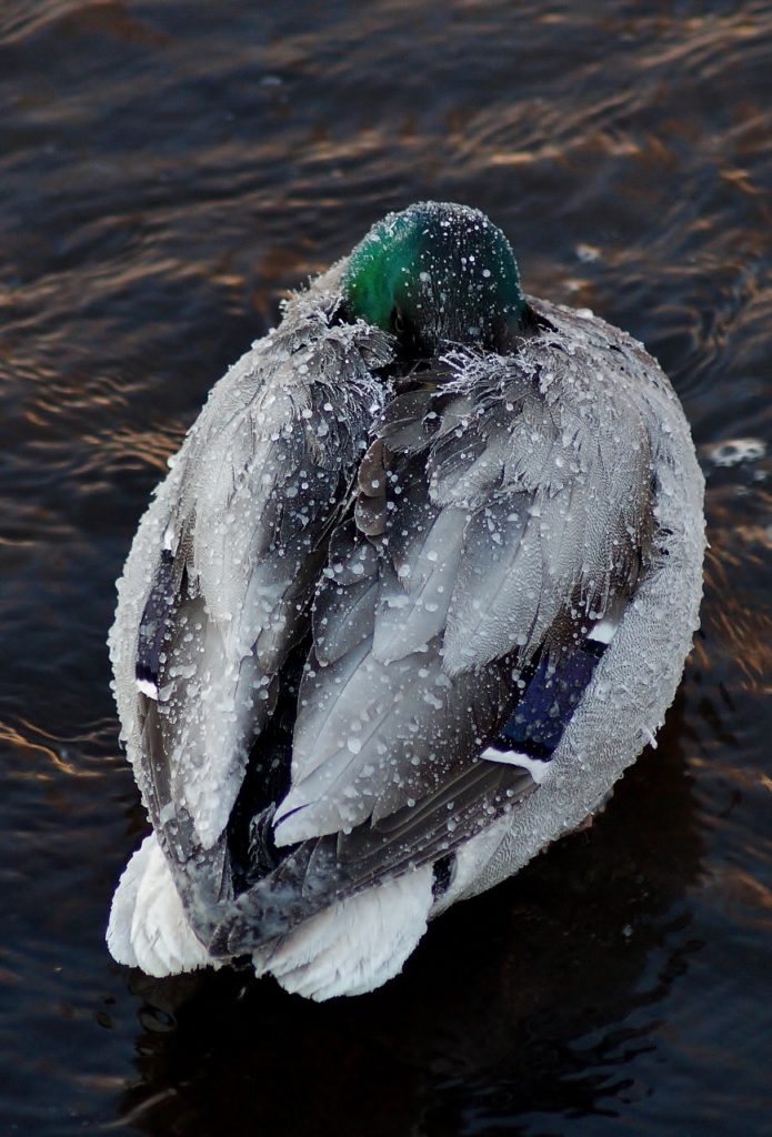 Valokuvaaja: Maarit Siitonen Valokuvaaja: Maarit Siitonen