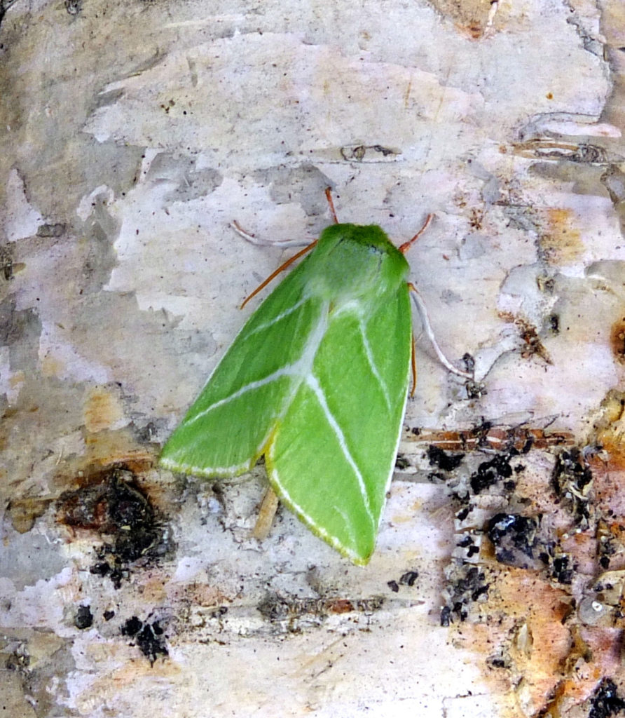 Valokuvaaja: Hannu Rasiranta