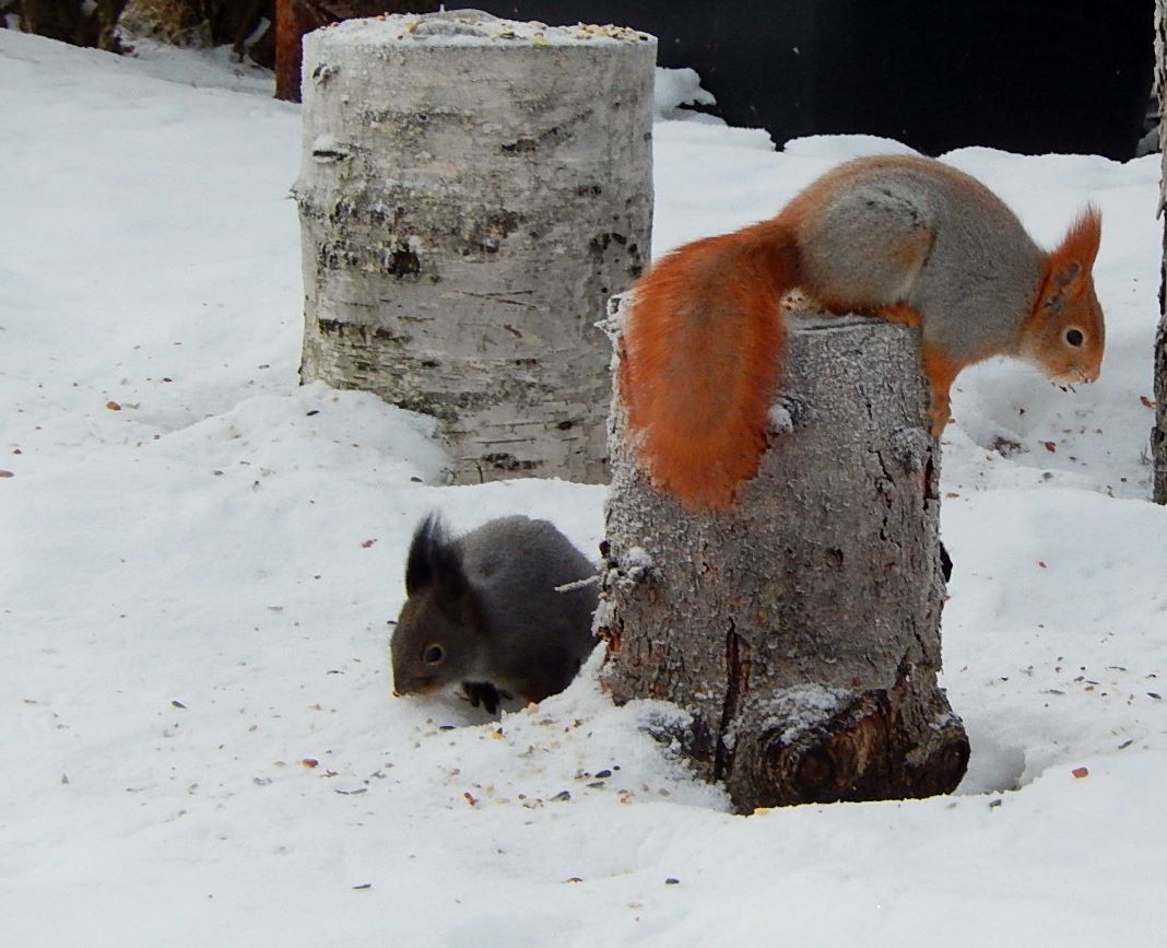 Valokuvaaja: Pirkko Siukonen