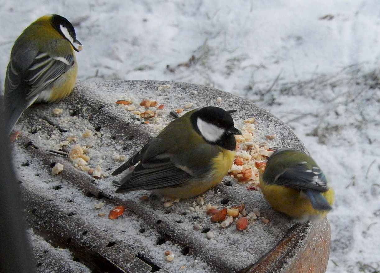 Valokuvaaja: Pirkko Siukonen