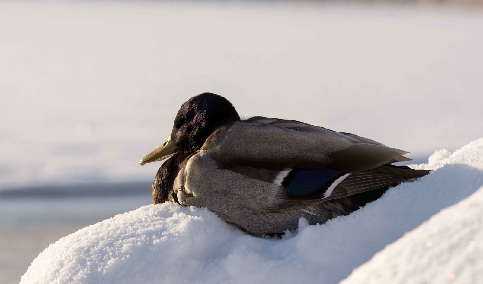 Valokuvaaja: Petri Kyllönen