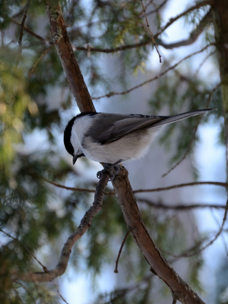 Valokuvaaja: Rauno Mäkinen Valokuvaaja: Rauno Mäkinen