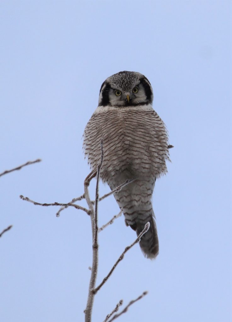 Valokuvaaja: Lasse Kokko