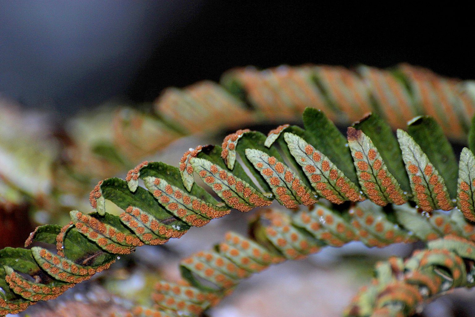 Valokuvaaja: Irja lehtinen