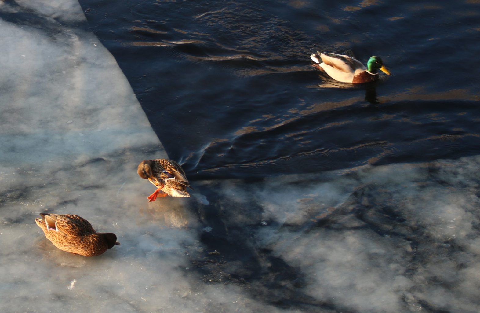 Valokuvaaja: Vesa Grekula Valokuvaaja: Vesa Grekula