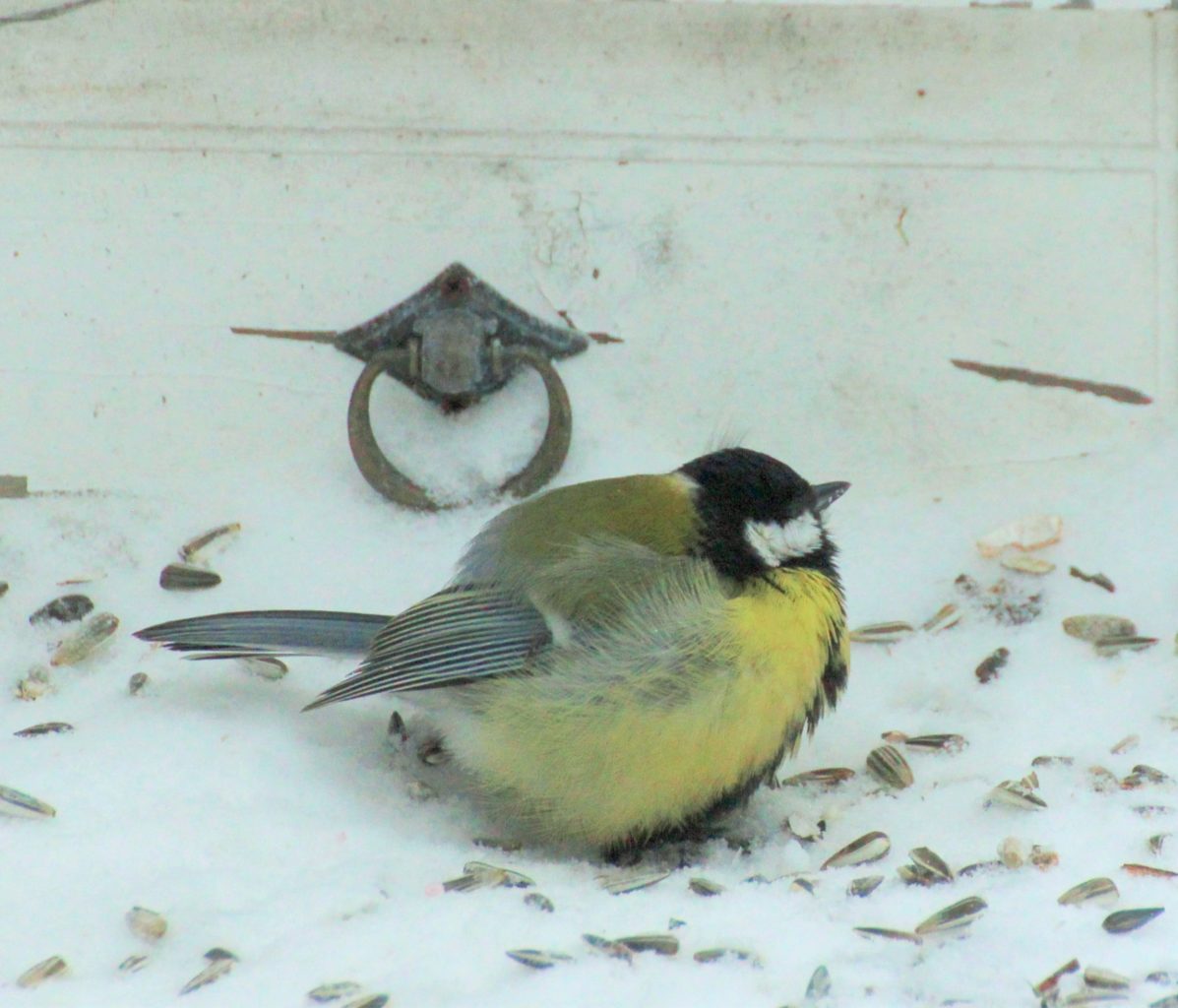 Valokuvaaja: Irja lehtinen