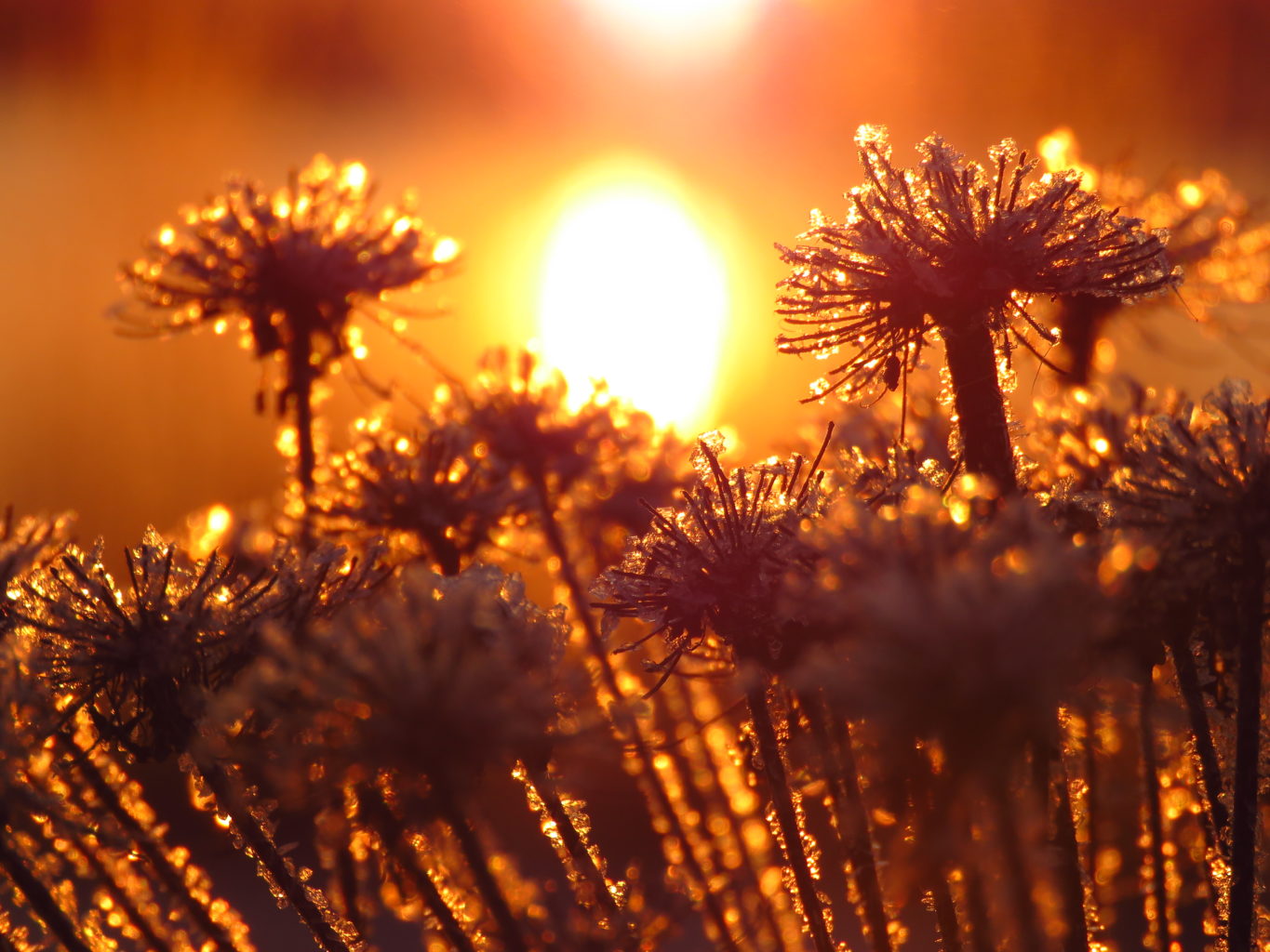 Valokuvaaja: anu kokkila