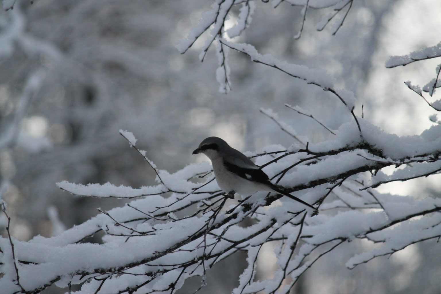 Valokuvaaja: Seija Kalenius