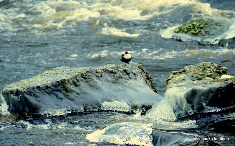 Valokuvaaja: Jouko Lahtinen