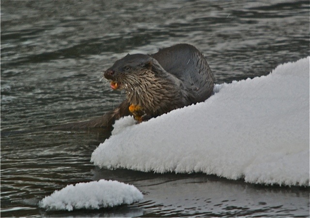 Valokuvaaja: Markku Ranta-Eilola  (mre)